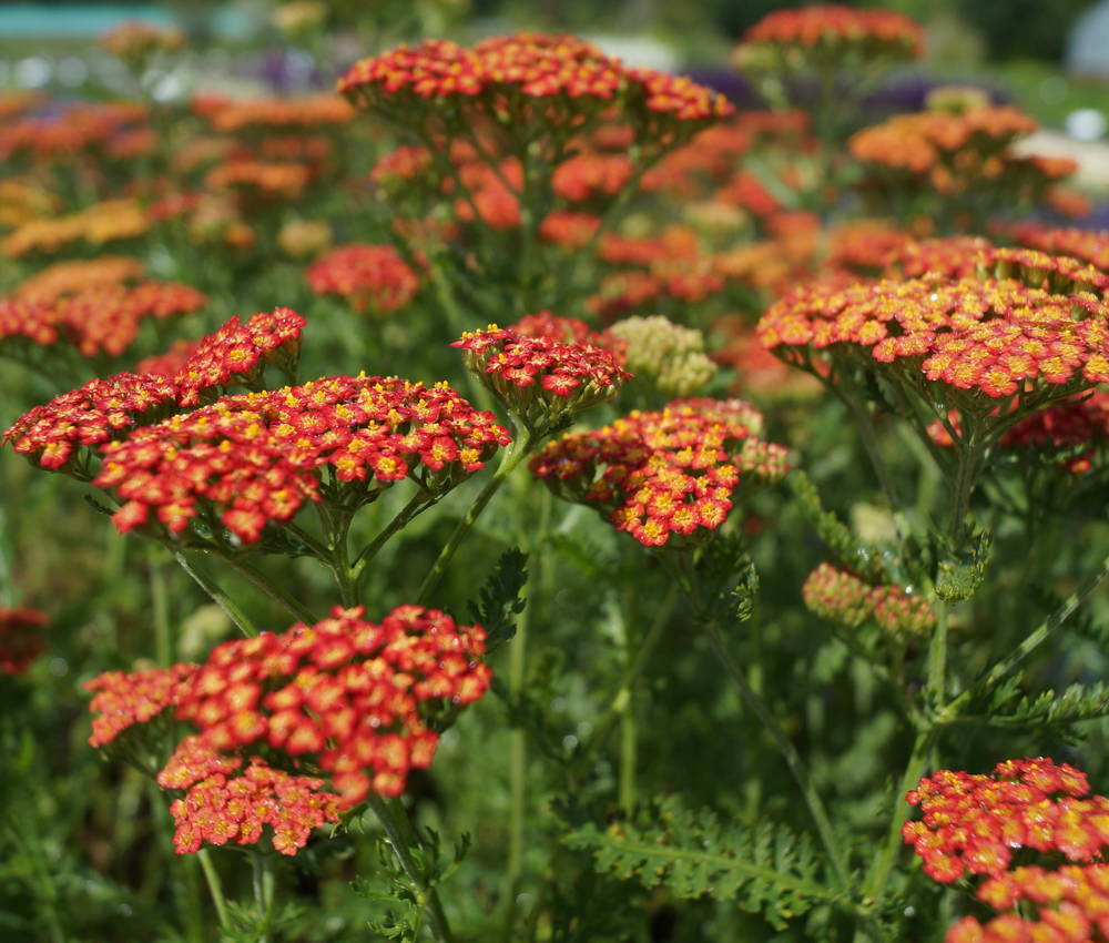 Achillea Filipendulina Hybride Feuerland Schafgarbe