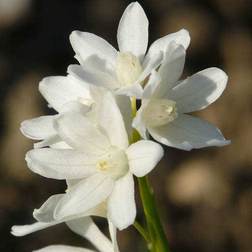 Пушкиния libanotica alba фото и описание