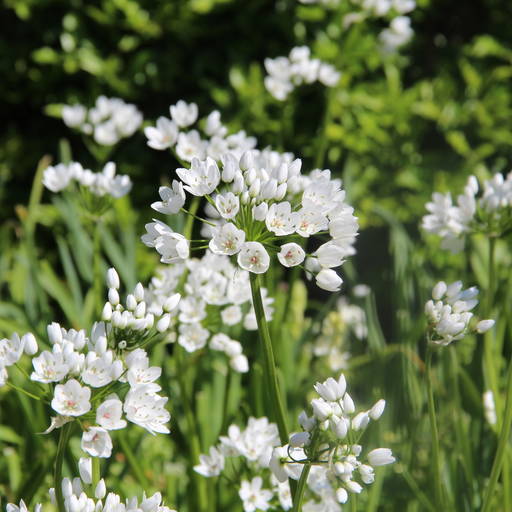 Allium Cowanii